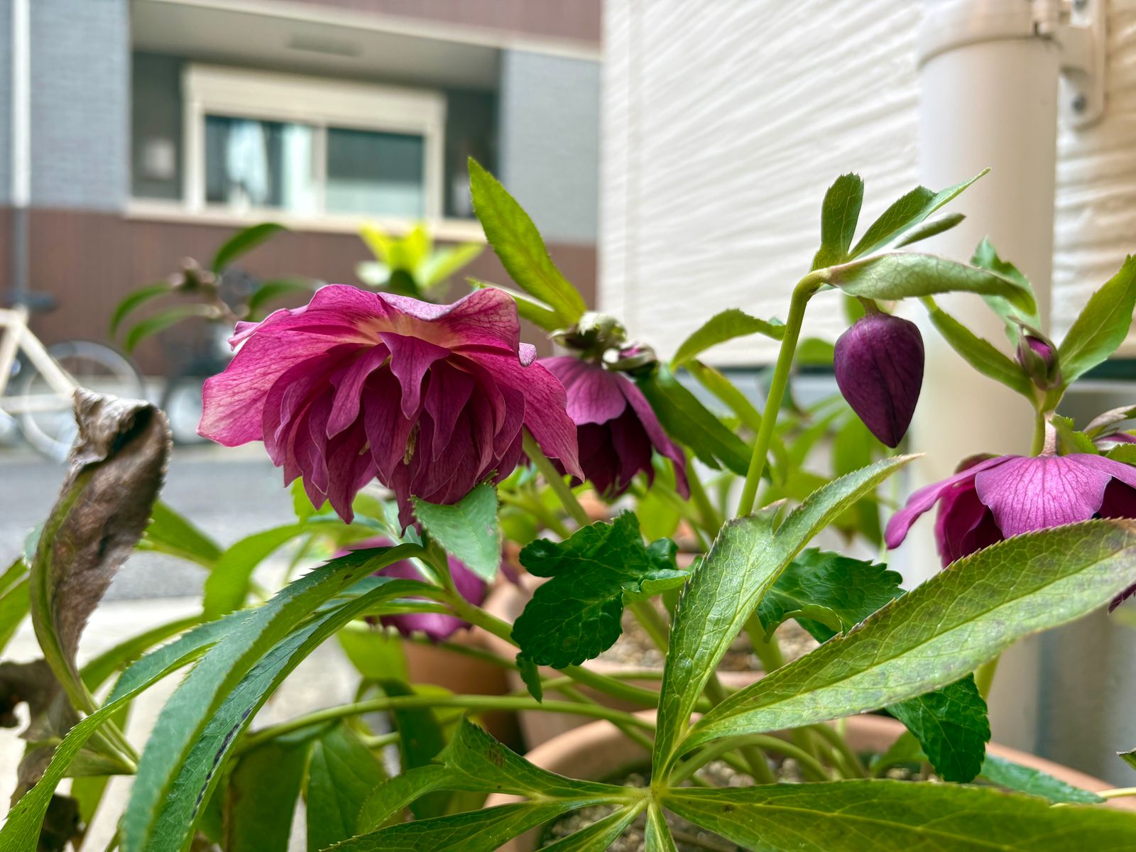 何輪も咲きはじめているクリスマスローズ(赤のダブル咲き)の写真