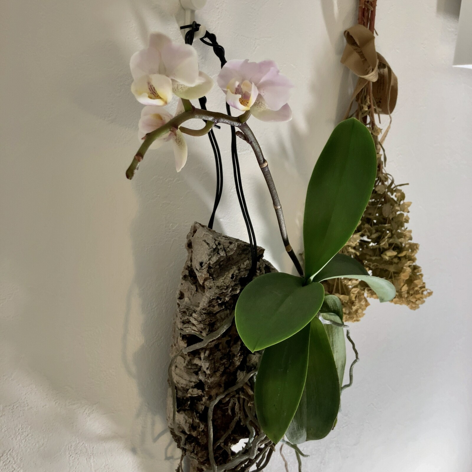 コルク付けで咲いたミニ胡蝶蘭の花の写真