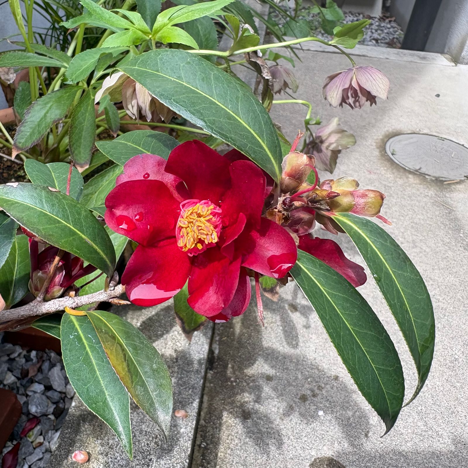 椿ăăă¤ăăŠă¤ăăźăăŽčąăŽĺçăé¨ä¸ăăăŞăŽă§čąĺźă濥ăăŚăă