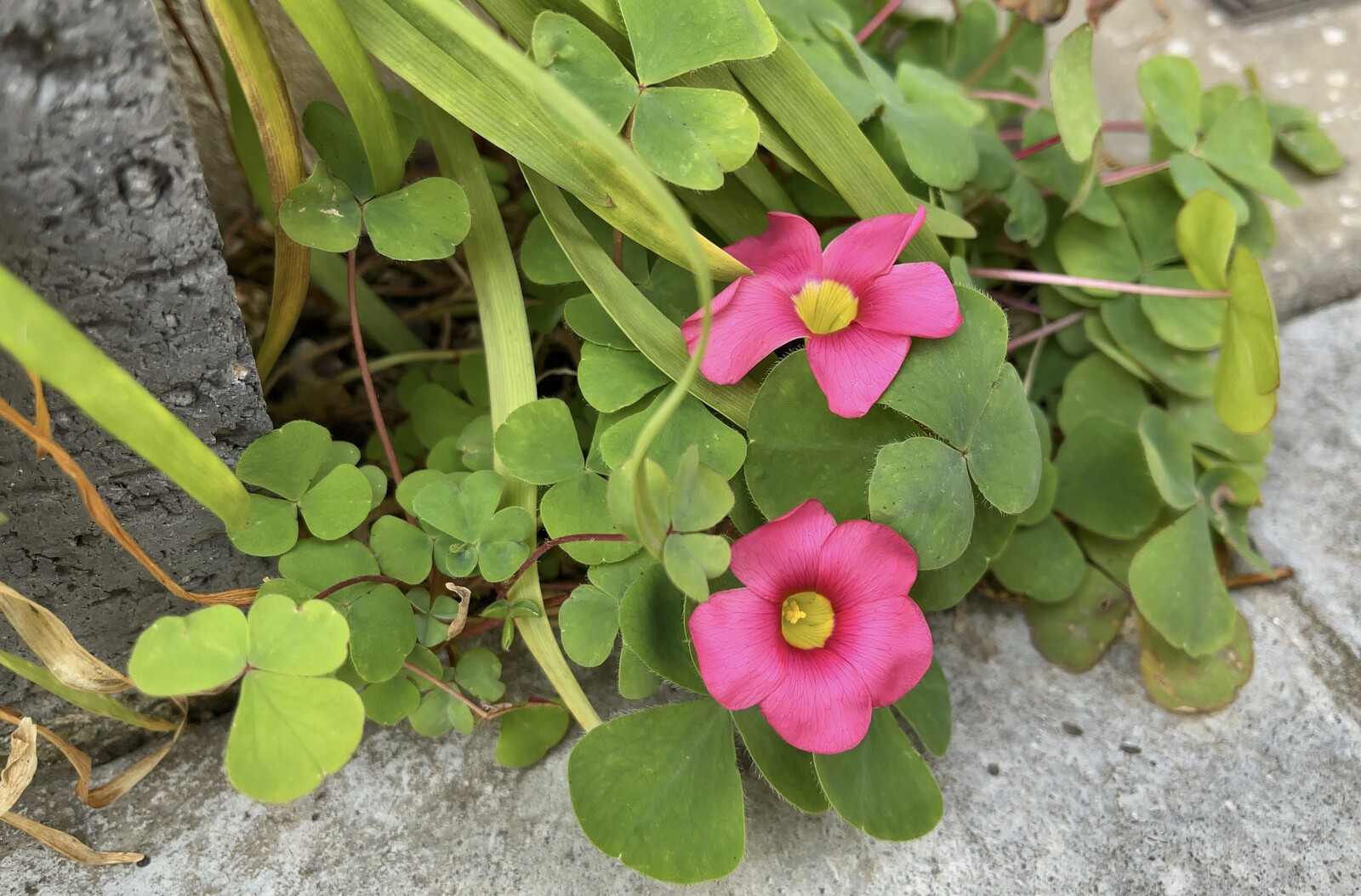 オキザリス・バリアビリスの花の写真