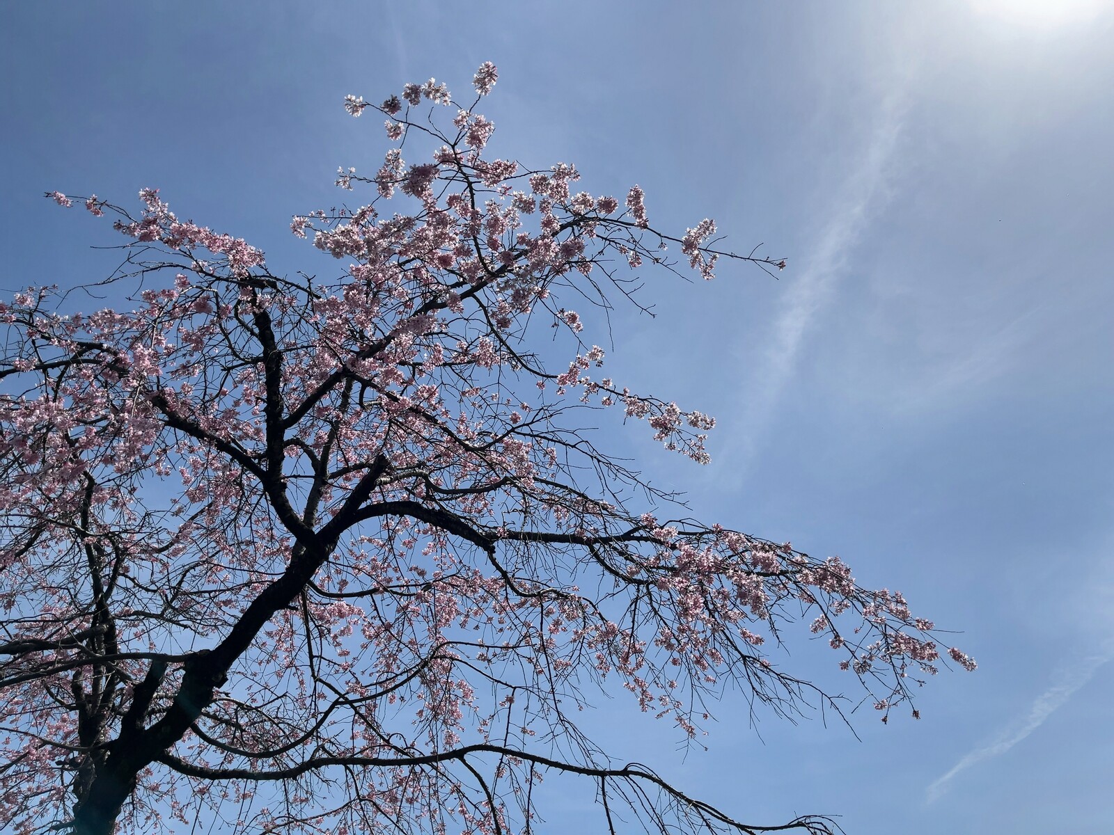 桜と空の写真
