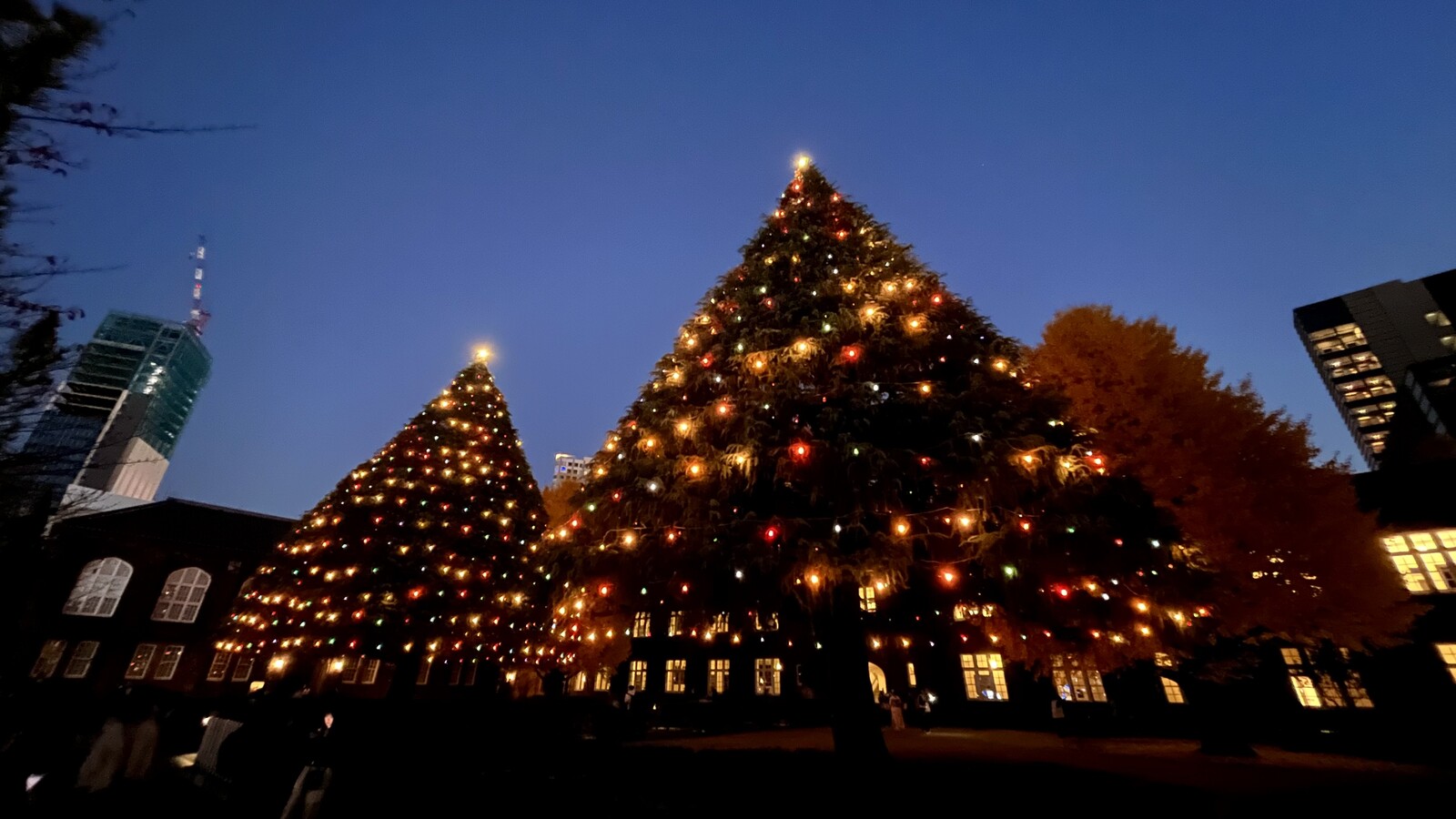 立教大学のクリスマスイルミネーションの写真