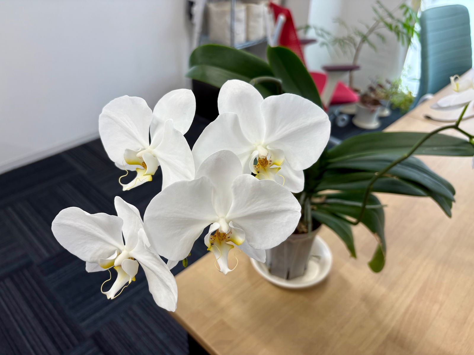 事務所で咲き続けている胡蝶蘭の花の写真