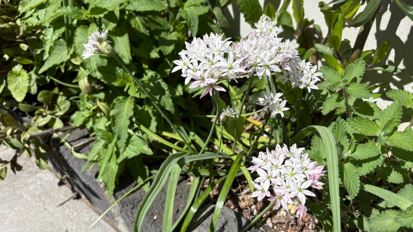 今年も咲いたアリウム「カメレオン」の花の写真