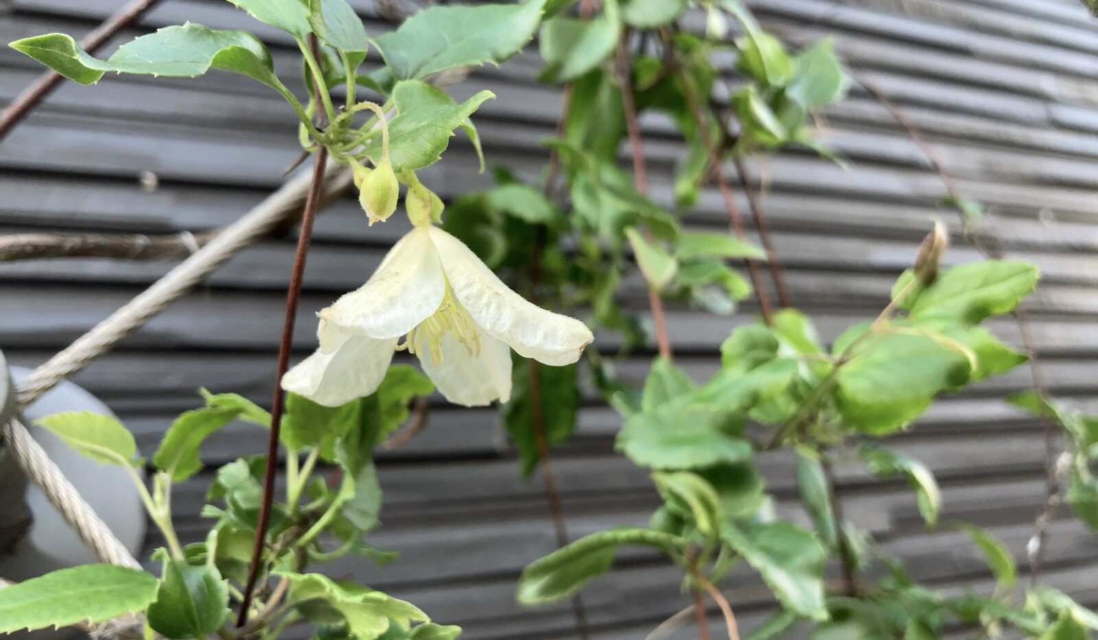 クレマチス・シルホサ「ジングルベル」の花の写真