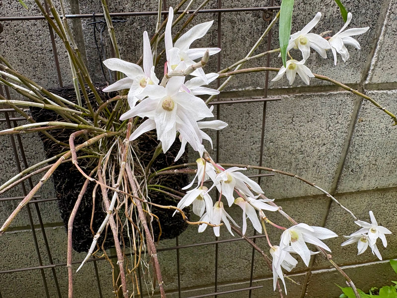 満開のセッコクの写真