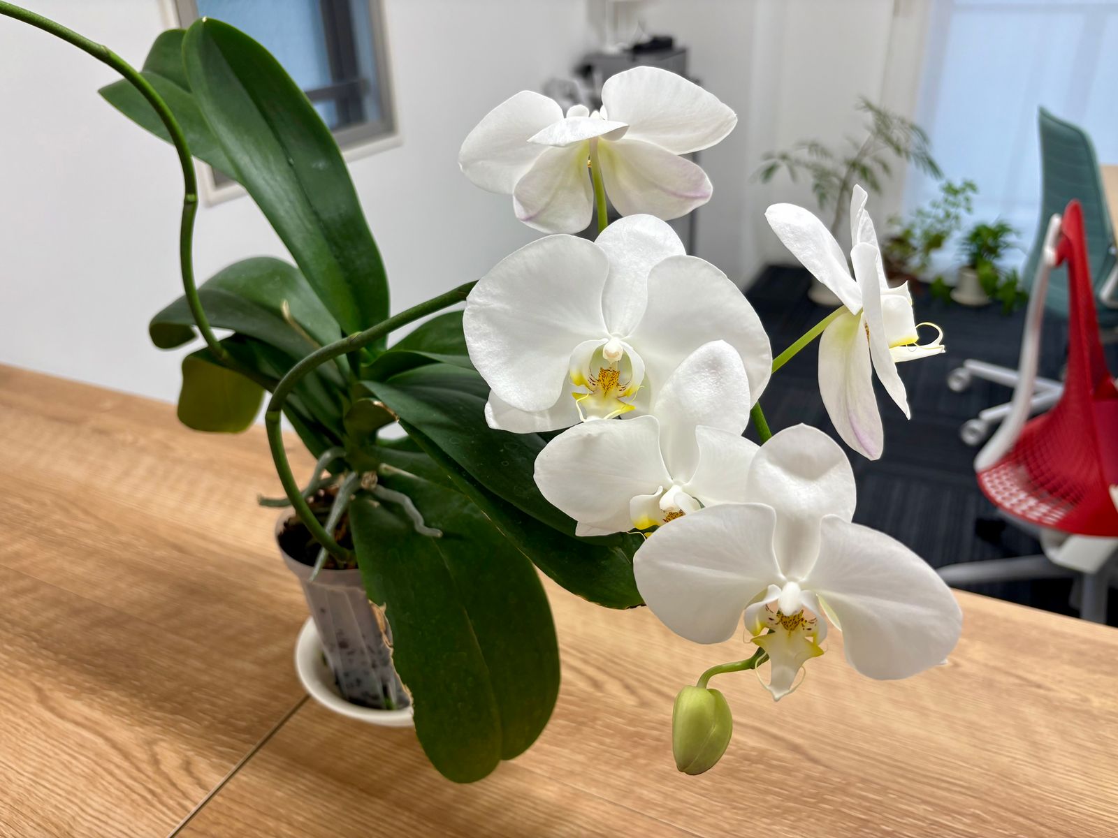 見ごろを迎えた胡蝶蘭の花の写真