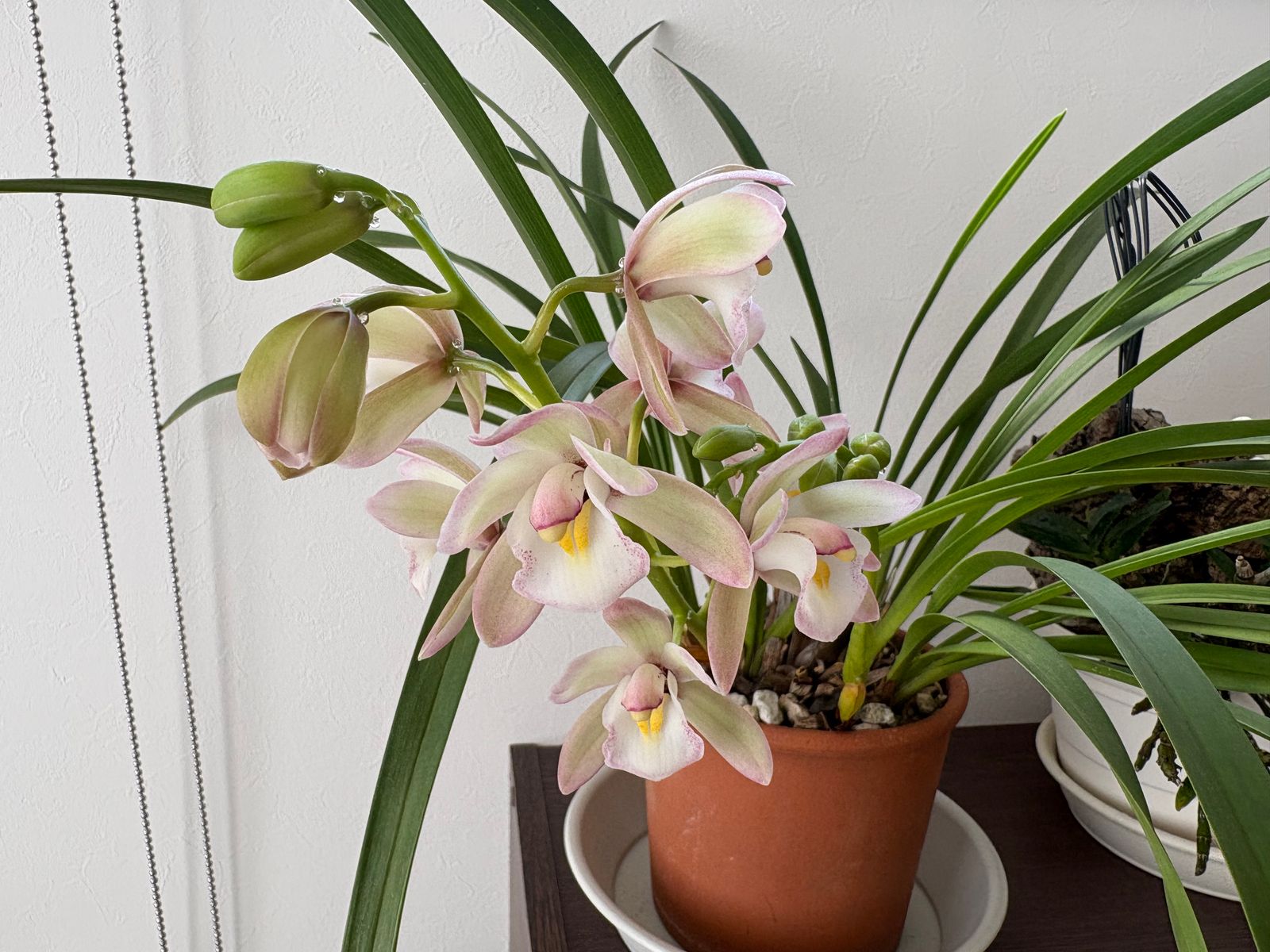 開花を始めたシンビジウムの鉢植えの写真