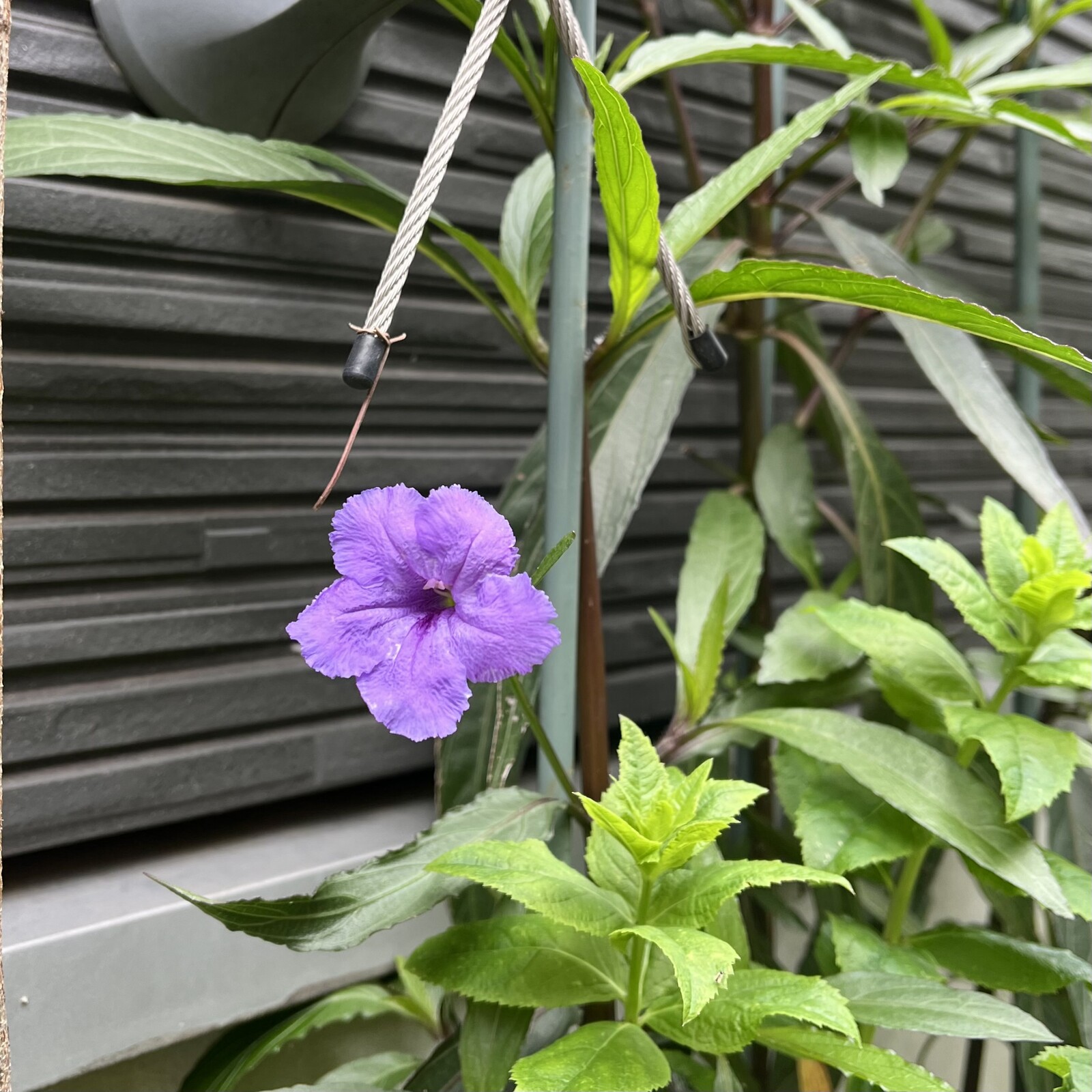 ルエリアの紫の花の写真